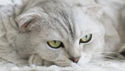 足球投注-体坛短频快｜赵睿预计下月重返球场