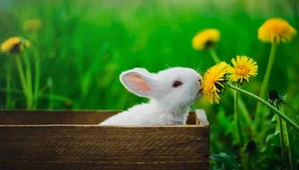 足球投注-体坛短频快｜赵睿预计下月重返球场